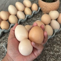 Farm Eggs