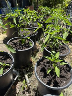Fruiting Chili Plants / Erjingtiao Chili