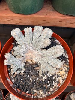 Astrophytum crest