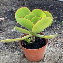 Succulent Plant