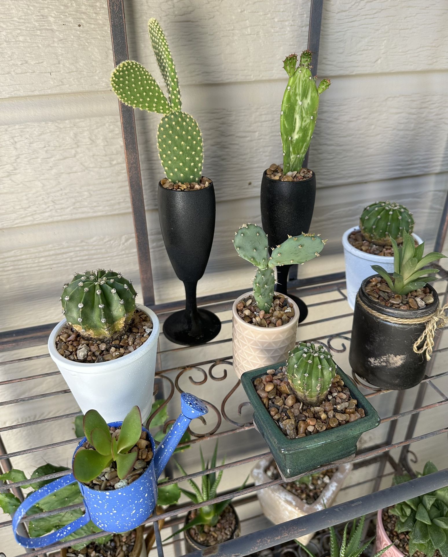 Small Succulent Or Cacti Plant -$3 Each