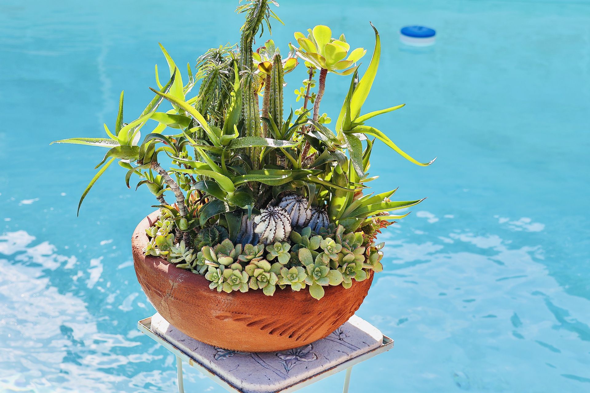 Succulent And Cactus Assortment In A Terracotta Pot