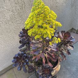 Succulent Blooming 3ft  Tall