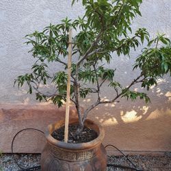 Nectarine 