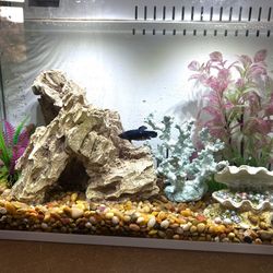 Really Cute Fish Tank (5 Gal) And Decor