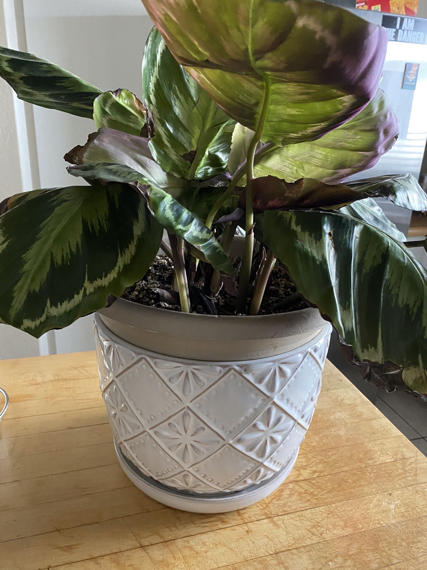 Allen & Roth Ceramic Plant Pot