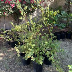 5 Gal Purple Hibiscus 