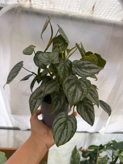 5” Philodendron Brandi