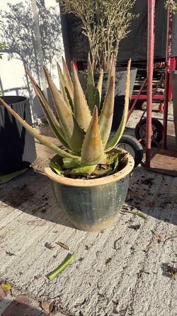 Aloe and magei
