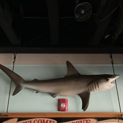Hammerhead Shark Taxidermy Mount