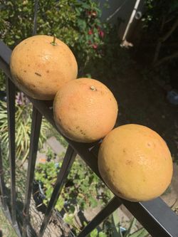 Organic Grapefruit/ Toronjas 10 For $5