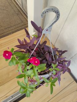 MIX PLANT PURPLE HEART &VINCA / $10 / PLANTA MIXTA. CORAZON PURPURA Y TERESITA / NELLIS BLVD AND CHEYENNE AVE.