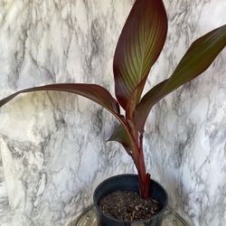 HERMOSAS PLANTAS NATURALES CANNA AFRICANA PLANT 