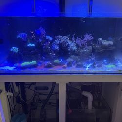 90 Gallon Saltwater Tank