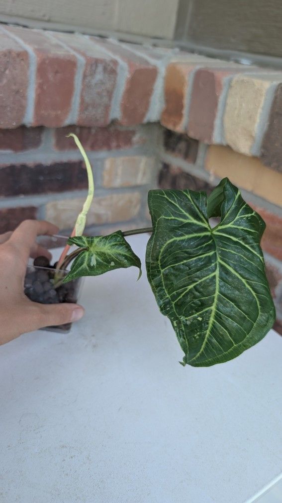 Rare High Variegation Batik Syngonium Plant