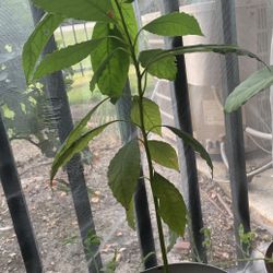 Avocado, Aguacate Plants