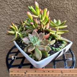 Fresh Succulent Arrangements