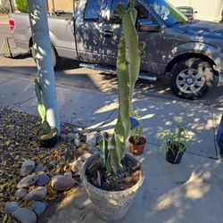 5ft 2in Tall Spiral Cactus In Lg Composite Pot 