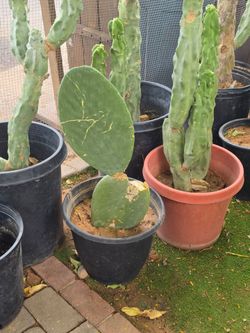 Nopal