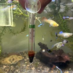 Thermometer To Check Water Temp In Fish Tank Or Air Temp In Terrarium 
