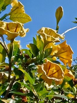 Cup Of Gold Tree Vine ,Solandra , Hawaiin Lilly