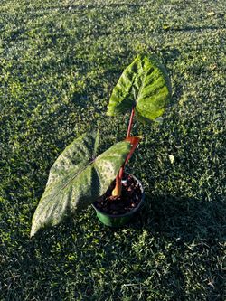 Alocasia red Emerald
