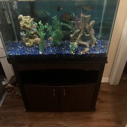 Fish 