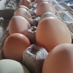 Fresh Chicken and Duck eggs