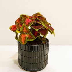 🌈 Color Pop Coleus Duo – Brighten Any Space with Living Art 🪴