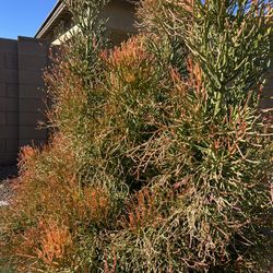 Firestick Pencil Cactus Plant Propagation 