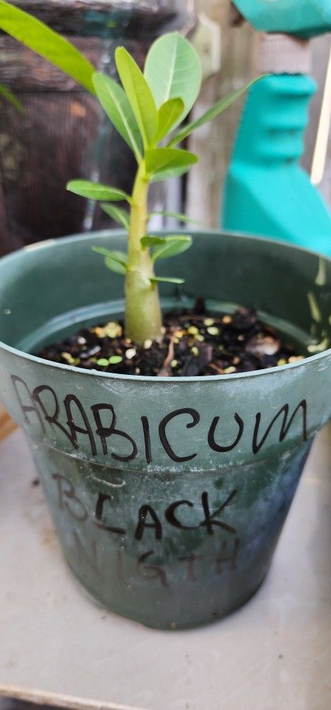 Adenium Arabicum Plant