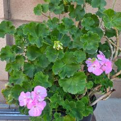 Malva/ jeranio Plant