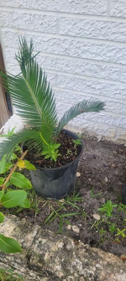 Sago Palm (Cycas revoluta)Price: $15