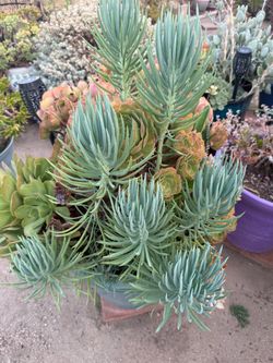 Easy Care succulent arrangement