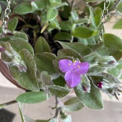 Tradescantia Sillamontana Matuda Hanging plant