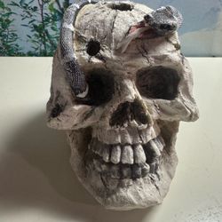 Fish Tank Skull