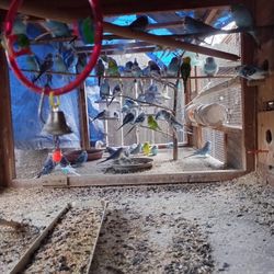 Jaulas /// Cage 🦜🦜🦜🦜