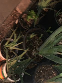 Potted Aloe Vera Plants – Multiple Sizes