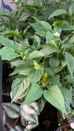 Fresno chili plant