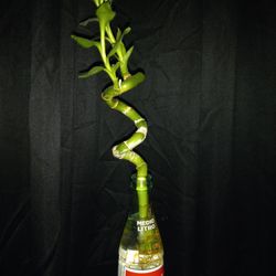 Super Tall  Bamboo Healthy