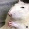 Cool Rodent - Sales 🦆