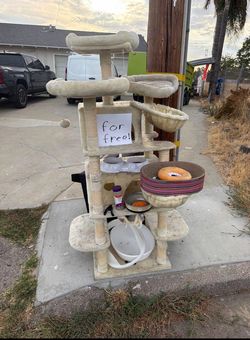 Free cat items