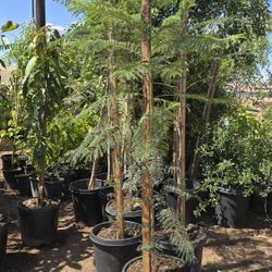 Jacaranda $70