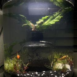 Fish Tank
