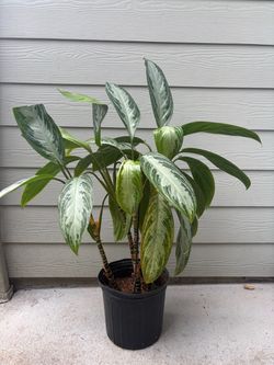Aglaonema Chinese Evergreen Live Plant