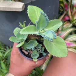 Cactus Plant