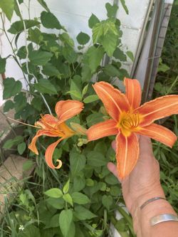 7” Lilies Perennial