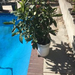 loquat tree in 5 gallon bucket