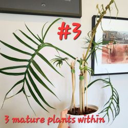 Philodendron TORTUM 3 Plants In ONE!!!