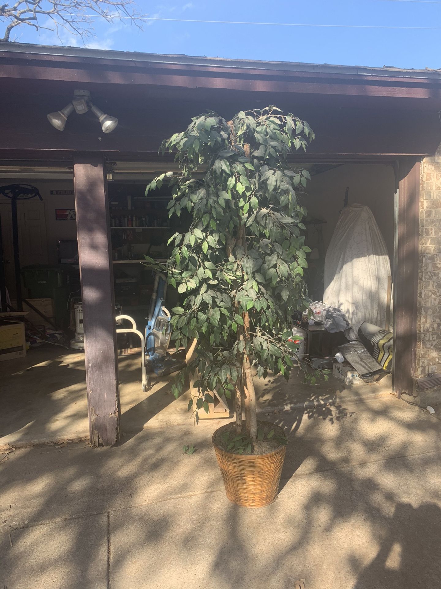 7 Ft Ficus Trees